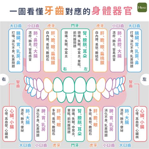 牙齒經絡|牙痛可能是內臟警訊？一圖看懂牙齒對應的身體器官